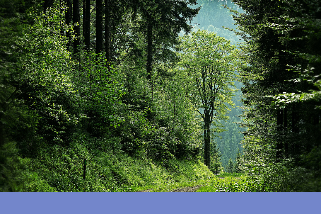 forest trees with gravel trail| Just Another Mary