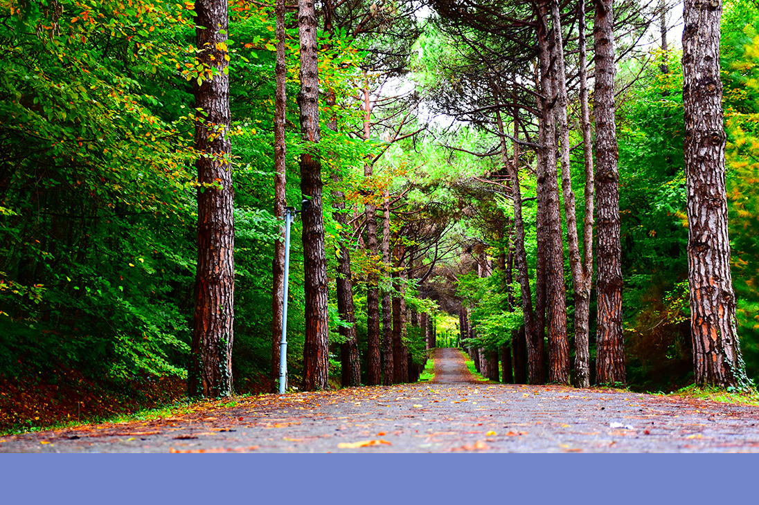 paved path through forest trees | Just Another Mary