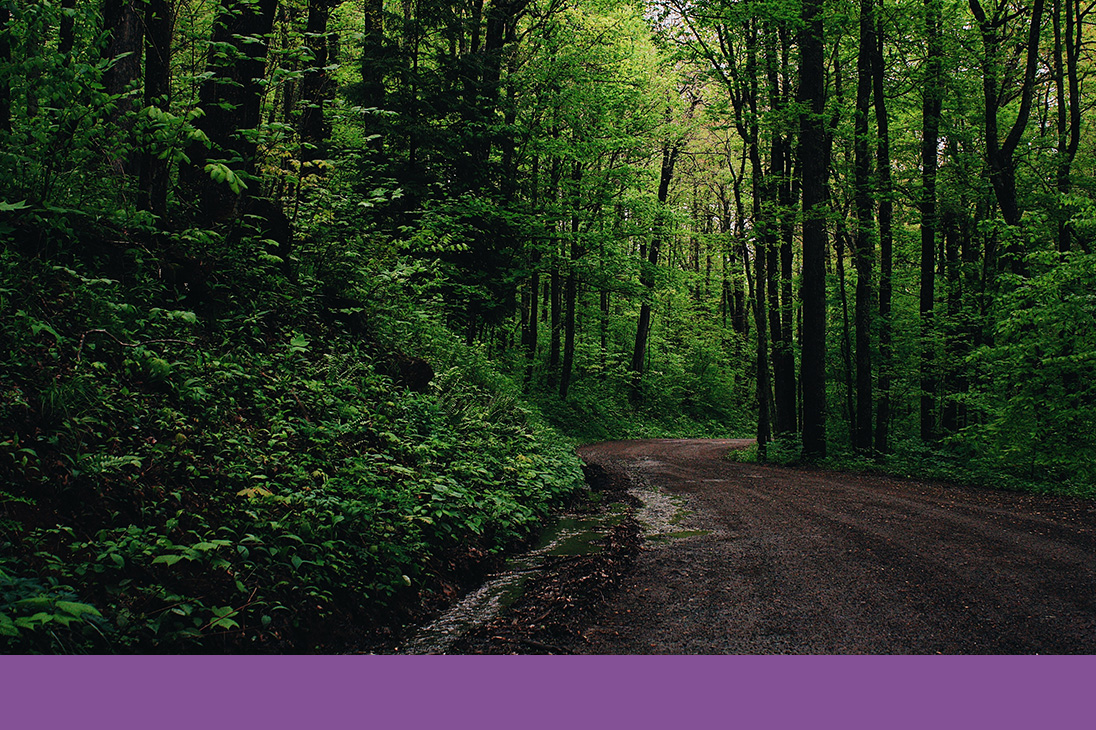 wide dirt road winding through wet forest | Just Another Mary